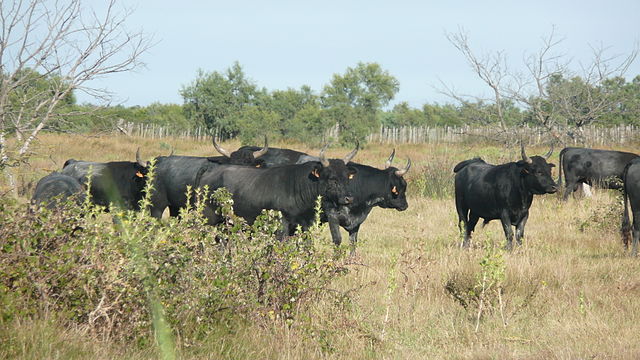 La Camargue